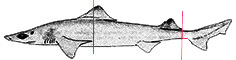 Centrophorus uyato_01.jpg